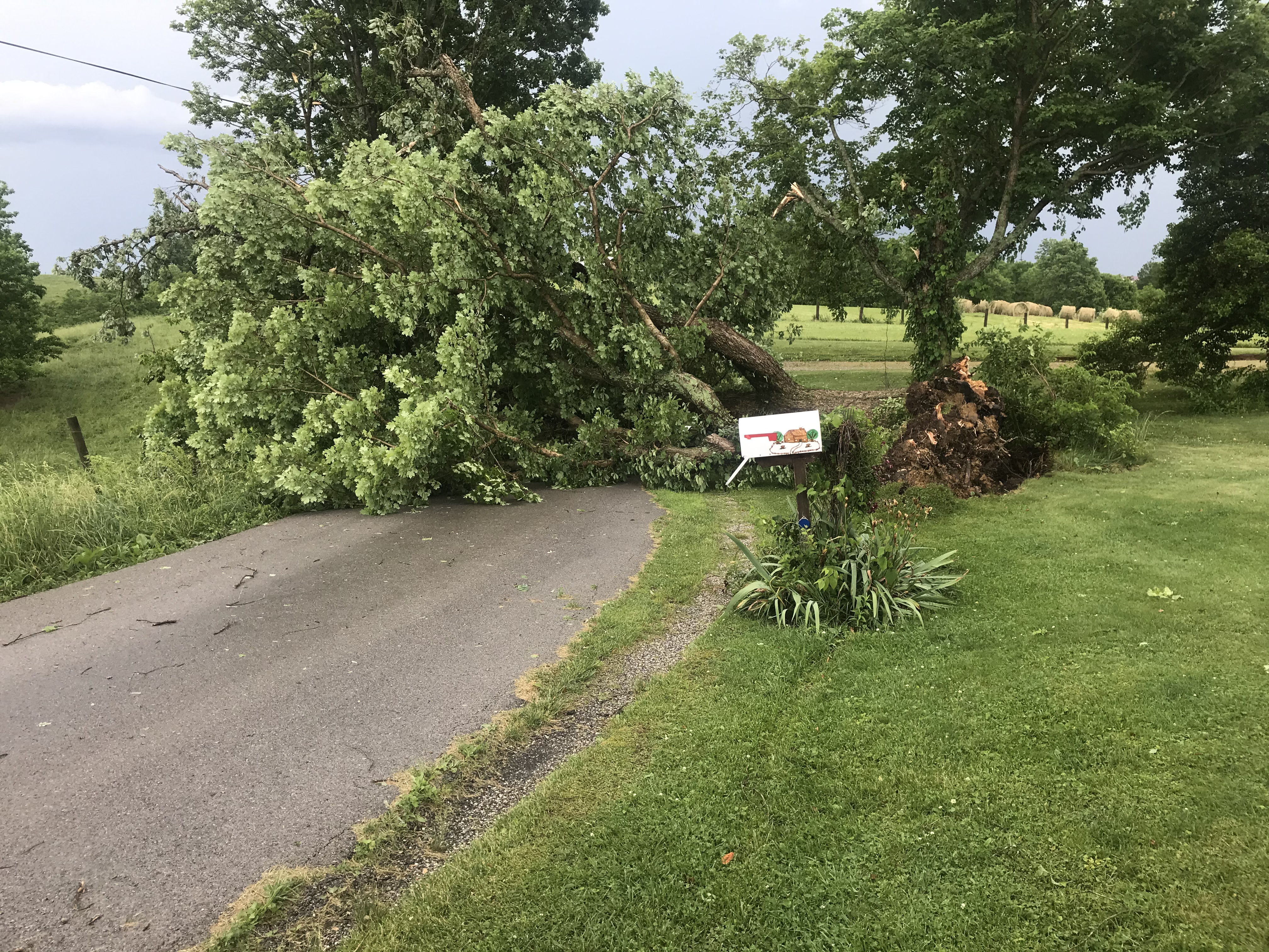 Uprooted tree in Pat Trimble’s yard closed Davis Road off of 159