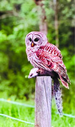 Owl photo taken by Navalie Eshman, 6, of Pendleton County