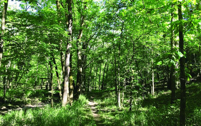 Kincaid has relaxing wooden trails