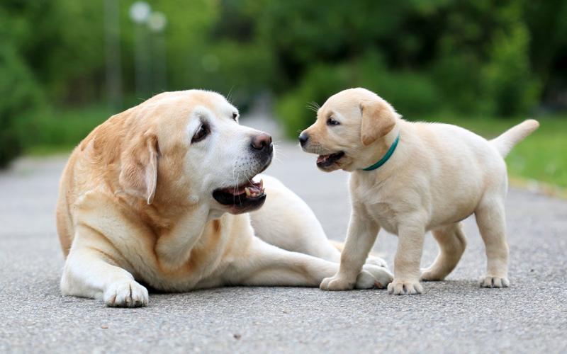 Couple faces charges of beastality on dog