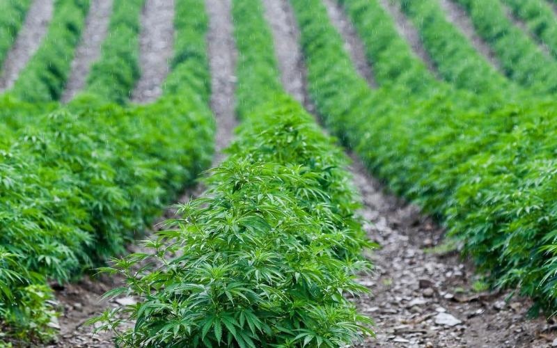 Hemp Farms