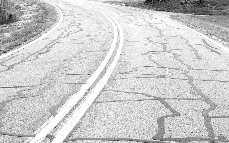 Tar snakes dot the roads of Pendleton County