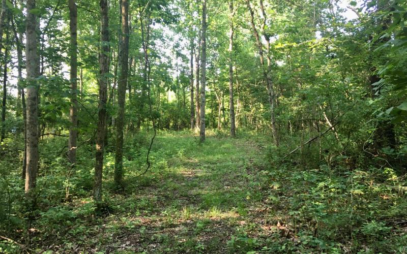 Paths cutting through the woods on the Sharp trail