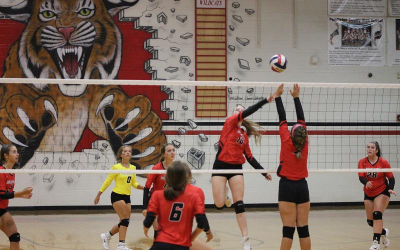 Ladycat Volleyball