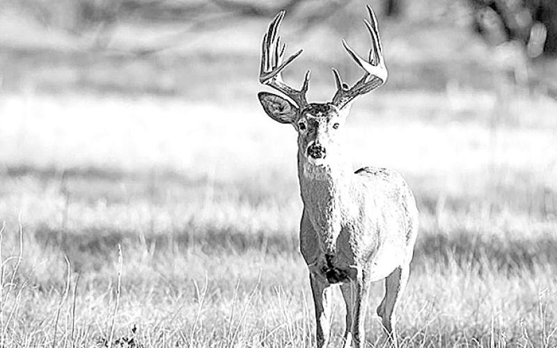 Deer