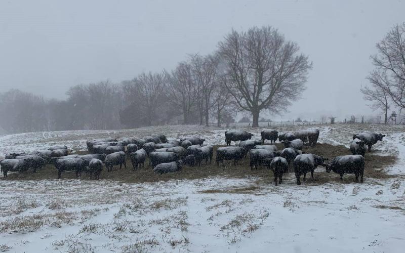 Cattle at the P&amp;H Farms in Lyon, Crittenden and Caldwell counties operated by Phillip and Natalie Parish.