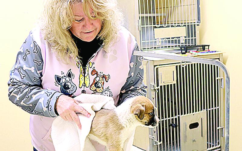 animal shelter