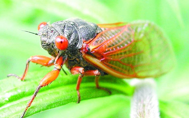 cicada