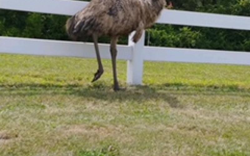 An emu ran the fence line at 1054 and 22 in Pendleton County before disappearing into the woods nearby.