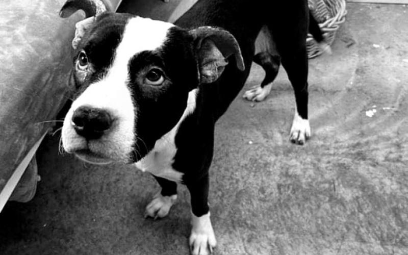 Sweetheart of a dog, is currently on medication for skin issues. Very low key.