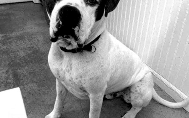 Over 365 days in the shelter. He’s growing frustrated and just really needs a home. If you have a home where he can relax and just be a dog, this is your guy. He deserves a second chance.