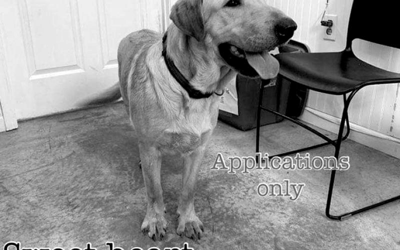 Dipper is a sweet guy who is young and wants to please. He has so much to learn, but with the right attention, this dog will be your loyal companion.