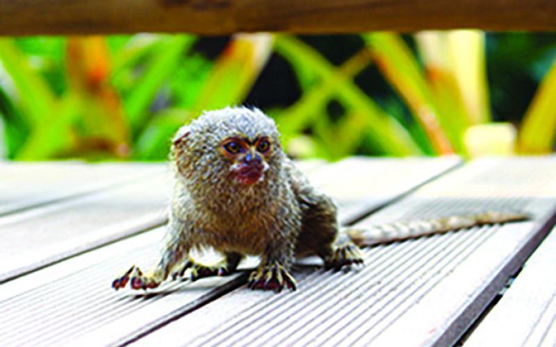 This stock picture of a marmoset shows the approximate appearance of the animal that was seized from Jeannie Wilson’s home last week. While they are small, they have high tempers and can bite, scratch and attack, according to the website, Animals Around the Globe.