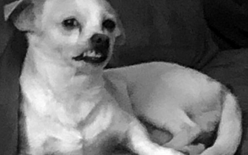 While his owners do not feel he is an ugly dog, Cosmo, pictured, can compromise his looks at times--or maybe his lips and teeth work against him. Either way, he is loved, even in his uglier moments.