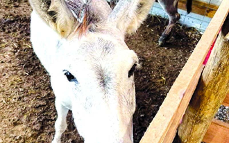 This donkey lives a good life at Hilltop Highlands Cattle Farm.