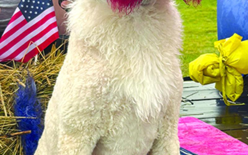 This poodle was the highlight of Fry’s Party  Essentials float, and she knew it.