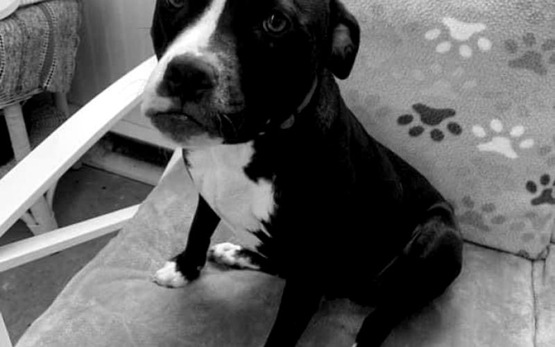 Female, bulldog mix, Cheyenne