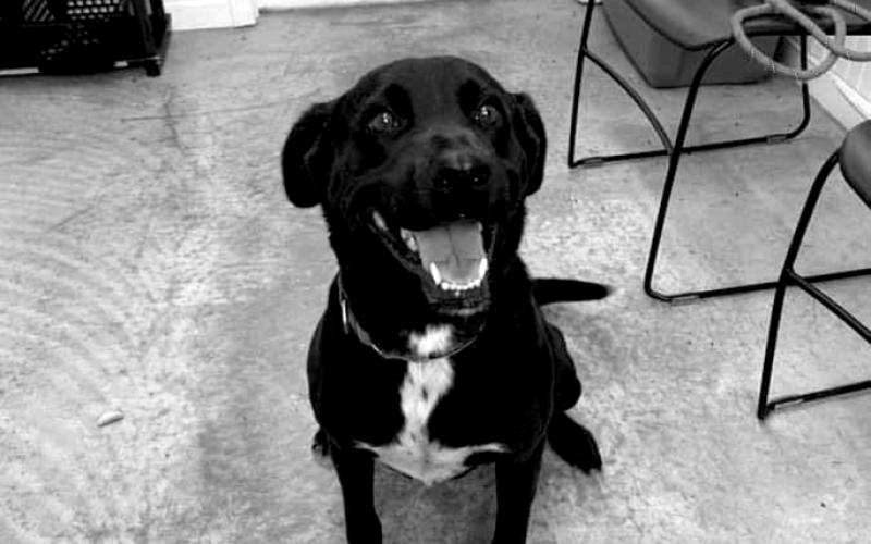 Female, lab mix, Willow