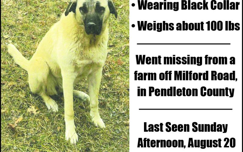Missing Dog! Reward Offered