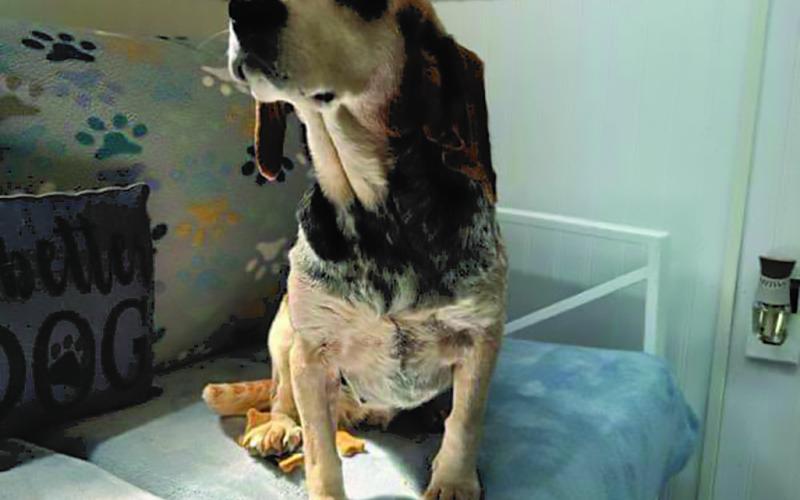 Darcy is a sweet senior of about 10 years who is friendly with other dogs, but has not been tested with cats. She is a 24-pound beagle who is housebroken. Loves affection and attention.