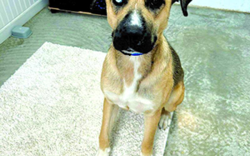 Leah is a one-year-old husky mix who is still very much a puppy, but she is a sweetheart. She needs training, but she is housebroken and loves attention. 54 lbs.