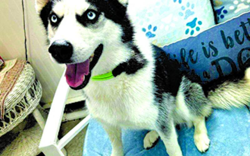 Mia is a sweet, affectionate girl who wants to be loved. Dog friendly, no cats. Husky mix, two years, 37 pounds.