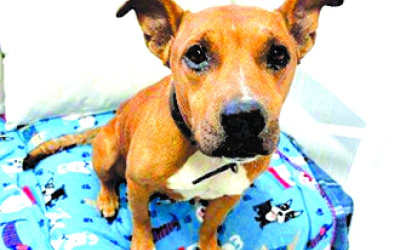 Jodie is one of the sweetest babies ever. She’s quiet and very low maintenance. She’s not bothered by the other dogs and just wants to have a home and a second chance.
