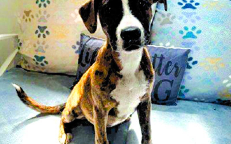 Ruby is a brindle boxer mix pup about 4-5 months old. She's loving, playful, and smart with a great temperament.