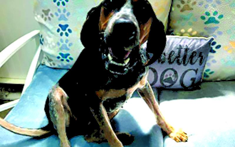 Sally is a one-to-two year old coonhound who needs a place to be one. The shelter is no place for this baby. She weighs about 50 pounds and is not cat friendly.