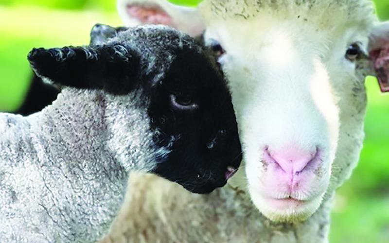 Kentucky Wool Festival Cover 2023