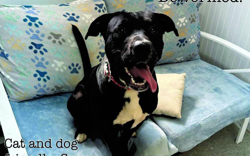 Chase is a hunk of a guy and ready for his new forever home. Sweet boy, housebroken and loves everybody.