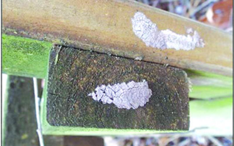 These “mud smears” are actually spotted lanternfly eggs. They can be found on vehicles or any surface that accommodates the “smear.”