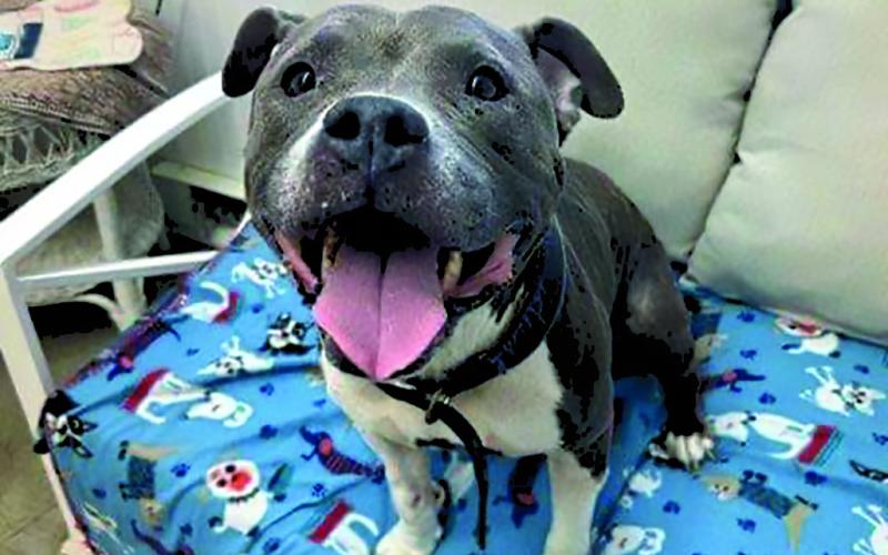 Melanie come back from her previous adopter and seems miserable. She would do best in a home with one dog, she gets overwhelmed if there are more than two dogs. Reduced adoption fee.