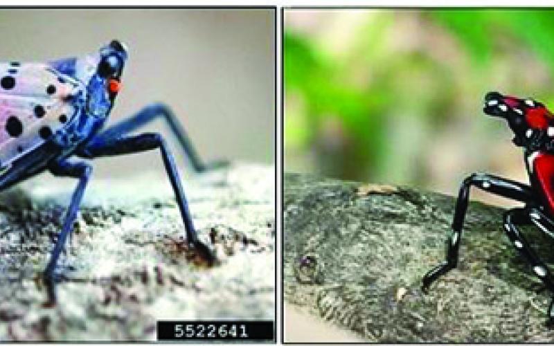 Nymphs, pictured on the right, resemble a cross between a beetle and a ladybug. Nymphs can be red, as is pictured, or black with similar detail. The adult spotted lanternfly is pictured on the left. Its wings in this photo are folded. All photos are from the Pennsylvania Department of Agriculture.