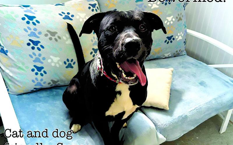Chase is a big boy, but is so sweet. He listens well and is housebroken. What more could you want?