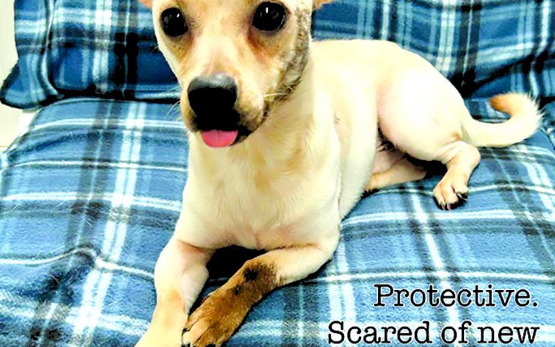 Yankee is ready for a family to spoil him. He's timid, but with patience, he loves to be held.