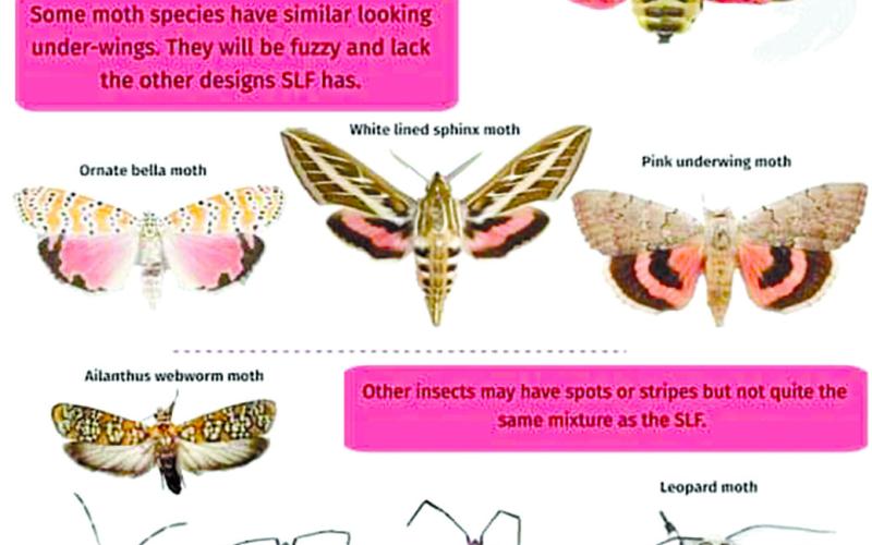 Spotted lanternfly lookalikes