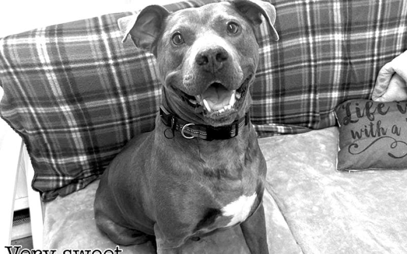 Blue is a great dog. Smart and ready for someone to give him a chance.