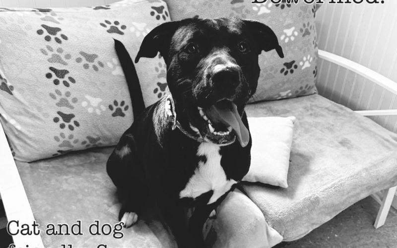 Chase is an amazing dog and we don’t know why he hasn’t been adopted. He’s super sweet and very smart. Potty trained and ready for his forever home.