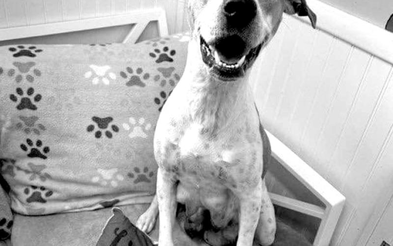 Nova: Pendleton County Animal Shelter, 1314 Bryan Griffin Rd, Butler, KY 41006. Please call (859) 472-5400 for more information on adoptions.