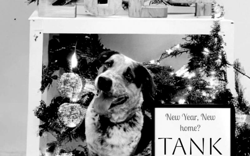 Tank