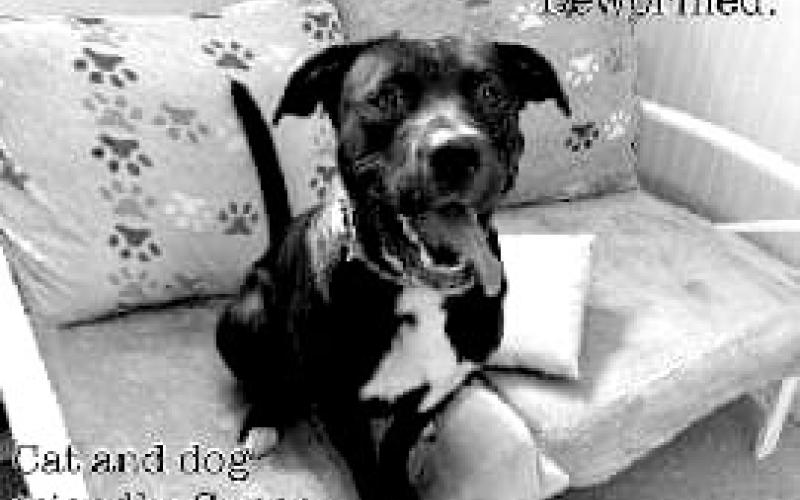 Chase is up for adoption at the Pendleton Co. Animal Shelter