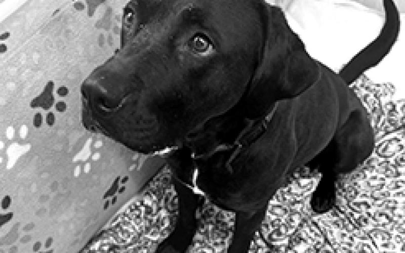 This is Duke. He is 1 year old and just a love bug. He is a Great Dane Lab mix. He’s very timid and just wants attention. He’s dog and cat friendly.