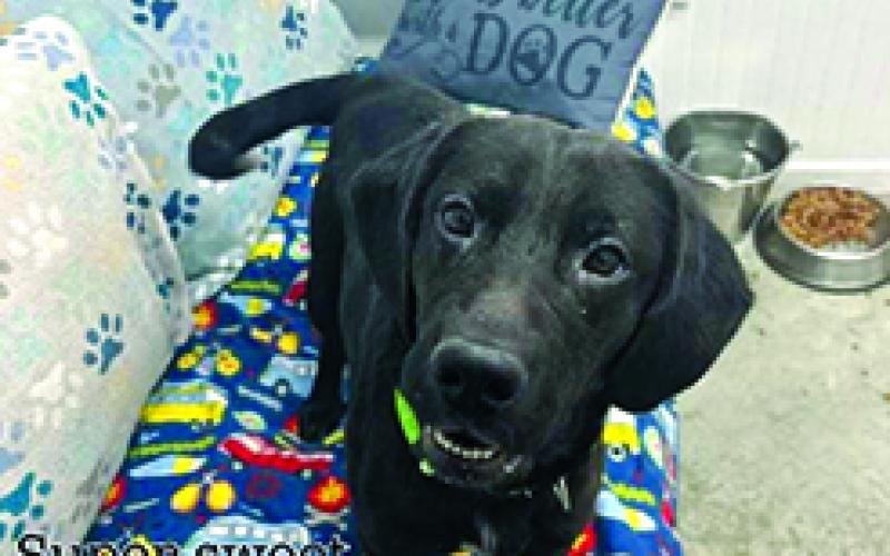 Addi is a sweet girl, but wants to please her people. If you’re looking for a new partner please consider this girl,” the shelter stated. Addi is a Labrador mix who is about 3 years old and weighs 40 pounds. She has not been tested for compatibility with cats or other dogs.