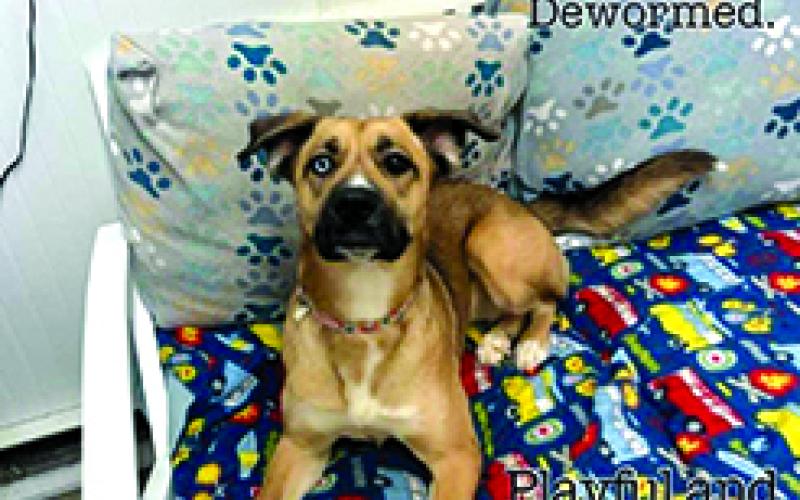 “Leah was adopted and came back to the shelter, as she’s not good with cats. But she’s a great dog and is full of energy,” the shelter stated. Leah is a husky mix that is about 2 years old and weighs 55 pounds.