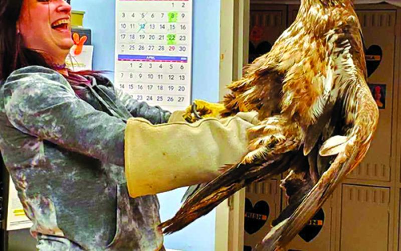 Broadbent Wildlife Sanctuary rehabilitation specialist Christy Hurt examines the eagle that was rescued from Reservoir Hill in Falmouth. The injured bird was first spotted by passers-by a week ago, but by the time it was finally able to be rescued, it was too starved, dehydrated and hurt to survive. Photos courtesy Pendleton County Animal Control Officer John Bloomfield
