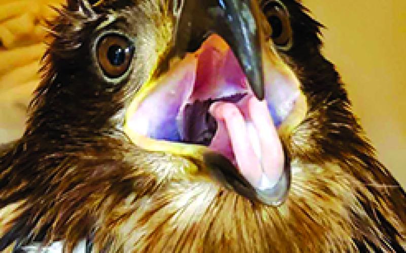The injured bird reacts at the wildlife center in Meade County. Because of its age, rescuers were not able to determine if the young raptor was a golden eagle or a bald eagle. Photos courtesy Pendleton County Animal Control Officer John Bloomfield