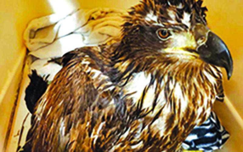 A young, injured eagle rescued Thursday from Reservoir Hill in Falmouth rests in a crate at Broadbent Wildlife Sanctuary in Meade County. Despite rescuers best efforts, the raptor died Friday. Its condition was too much to overcome. Photos courtesy Pendleton County Animal Control Officer John Bloomfield