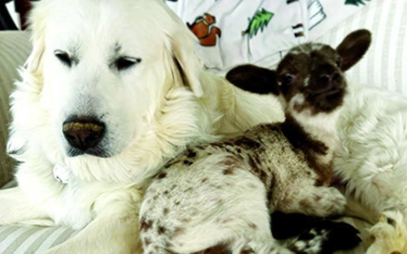 Kix, the lamb, snuggles with her foster mother, Allie, a Great Pyrenees, at BlackSheep Farmstead, Falmouth. When his mother rejected him, Kix inserted himself into Allie’s litter of six puppies, nursing alongside his canine brothers and sisters. Photos courtesy BlackSheep Farmstead.