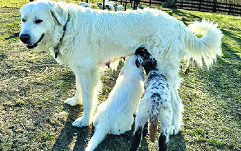 Kix the lamb and one of his canine siblings nurse together from Allie, who became a foster mom after Kix's mother rejected him.